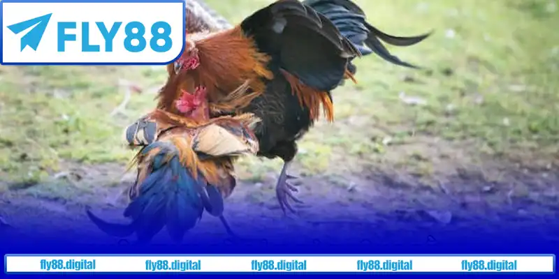 Hiểu rõ luật chơi để tham gia an toàn Hiểu rõ luật chơi để tham gia an toàn